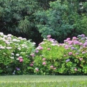 Screenshot Entretien pars et jardins