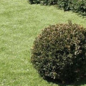 Screenshot Entretien jardin et tonte de pelouse