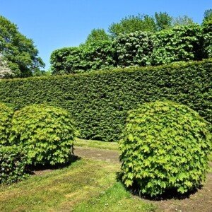 Taille de haies et entretien de jardins